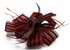 LSH00109- Red / Black  Feather & Flower Fascinator